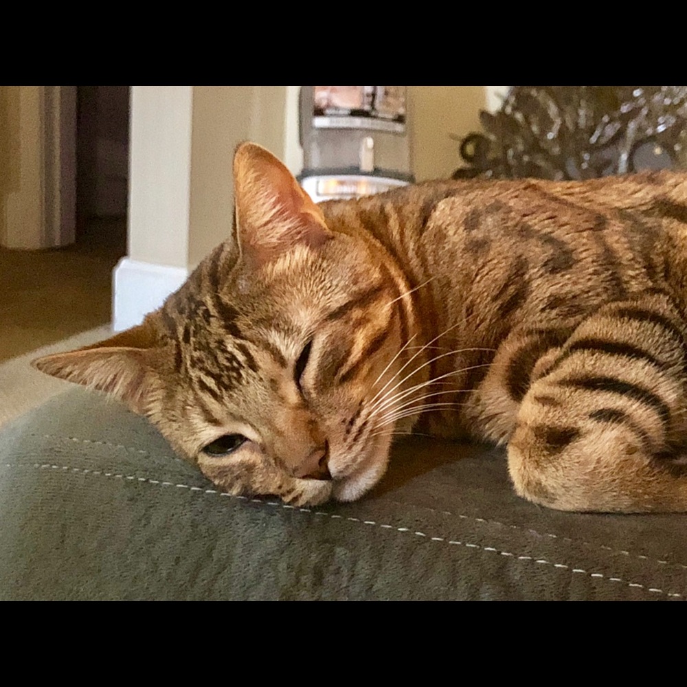 Meet your Posher, Harmony